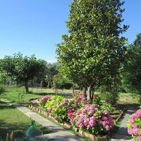 B&B Spineola